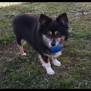 Meet your Posher, Frank